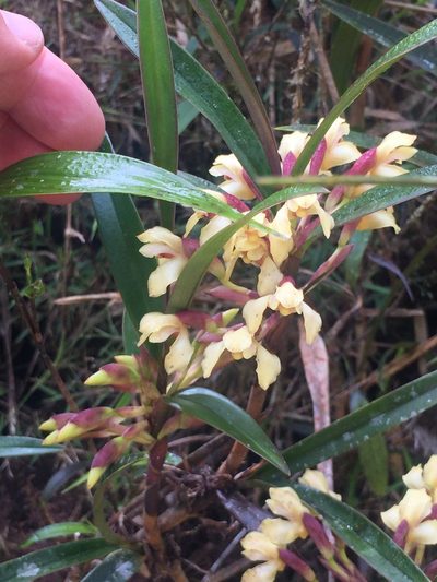 Maxillaria embreei, photographed by tlaloc27