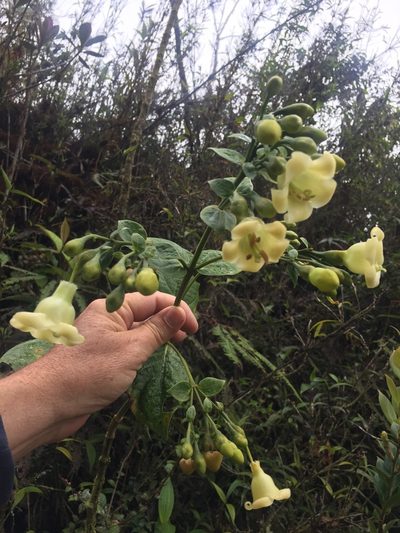 Macrocarpaea macrophylla, photographed by tlaloc27