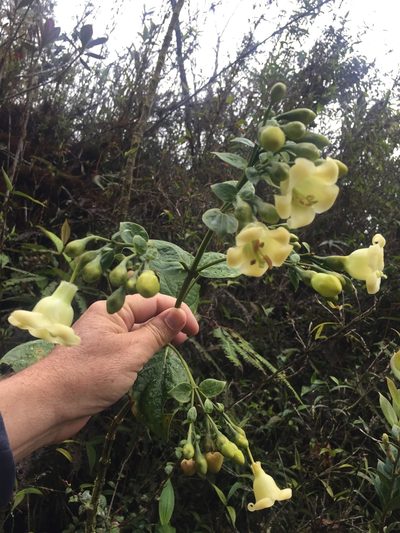 Macrocarpaea macrophylla, photographed by tlaloc27