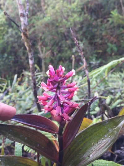 Elleanthus smithii, photographed by tlaloc27