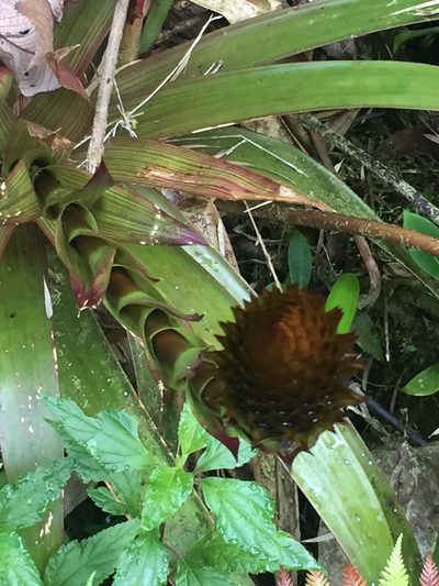 Guzmania triangularis, photographed by tlaloc27