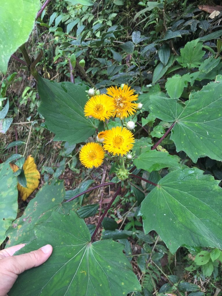Erato vulcanica, photographed by tlaloc27