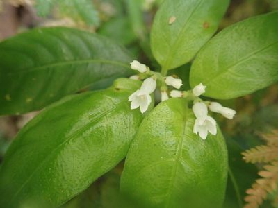 Ophiorrhiza pumila, photographed by Meng-Ying Tsai