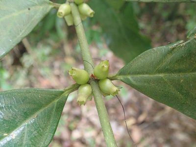 Lasianthus verticillatus, photographed by Meng-Ying Tsai