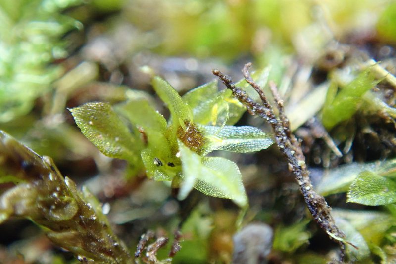 Tayloria serrata, photographed by Randal