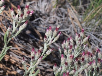 Antennaria geyeri, photographed by Tom Wainwright