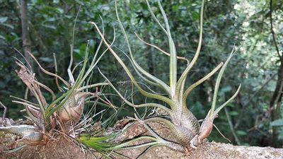 Tillandsia butzii, photographed by Alan Rockefeller