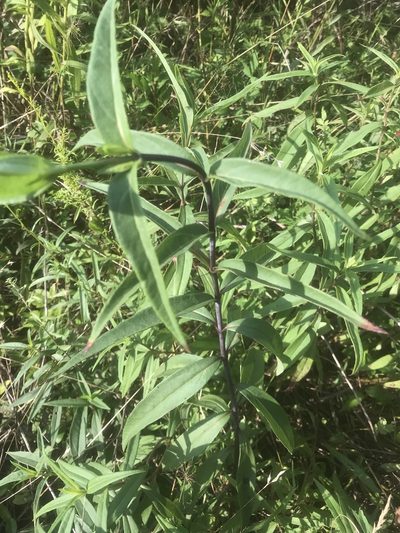 Helianthus laevigatus, photographed by Alan Weakley