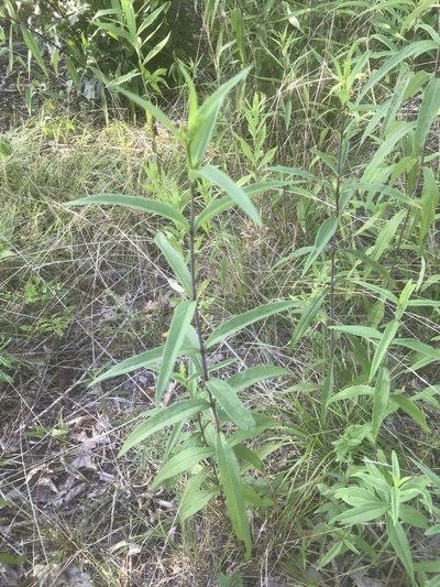Helianthus laevigatus, photographed by Alan Weakley