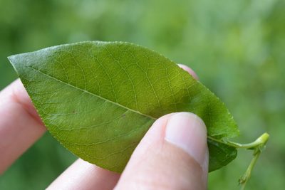 Salix barclayi, photographed by Alison Northup