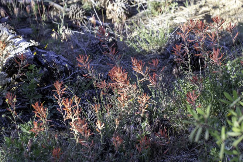 Castilleja subinclusa, photographed by Zack Abbey