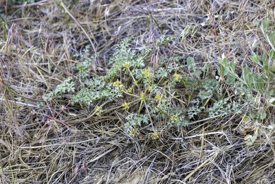 Tauschia parishii, photographed by Zack Abbey