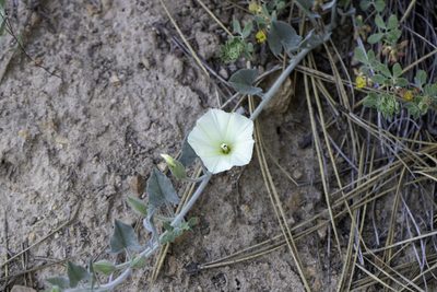 Calystegia malacophylla, photographed by Zack Abbey