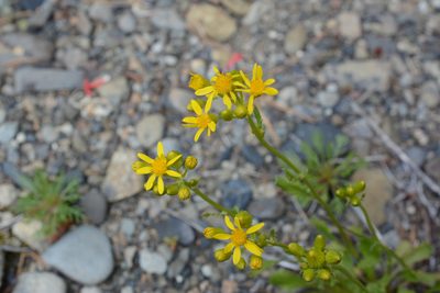 Packera streptanthifolia, photographed by Alison Northup