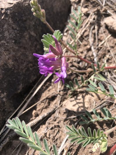 Astragalus hallii, photographed by Parker Hopkins
