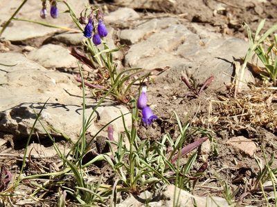 Penstemon neomexicanus, photographed by CK2AZ