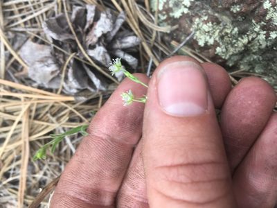 Arenaria lanuginosa, photographed by Trystan Harpold