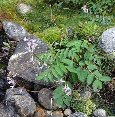 Astragalus robbinsii, photographed by mfeaver