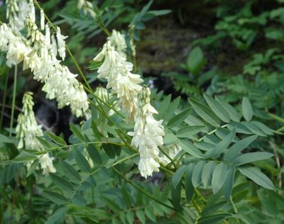 Hedysarum sulphurescens, photographed by mfeaver