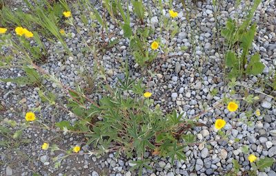 Potentilla pulcherrima, photographed by mfeaver