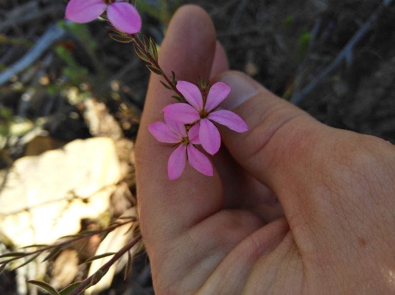 Acmadenia gracilis, photographed by Brian du Preez