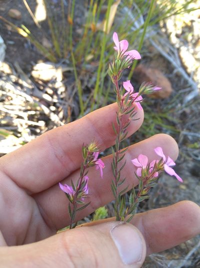 Acmadenia gracilis, photographed by Brian du Preez