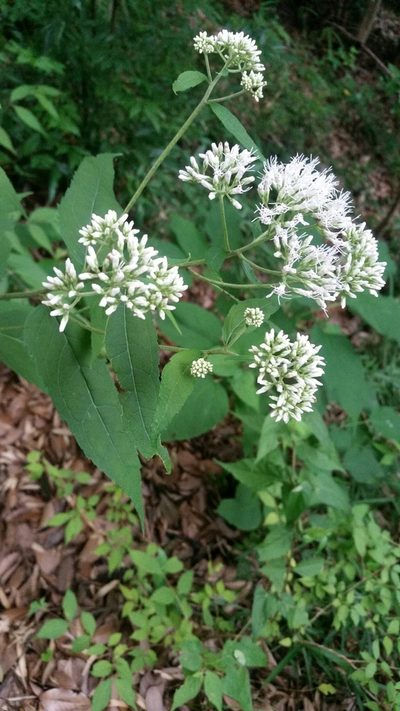 Eupatorium makinoi, photographed by Daniel J. Layton