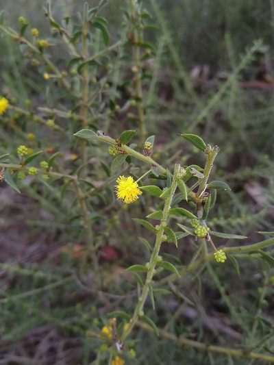 Acacia amblygona, photographed by Tony van Kampen