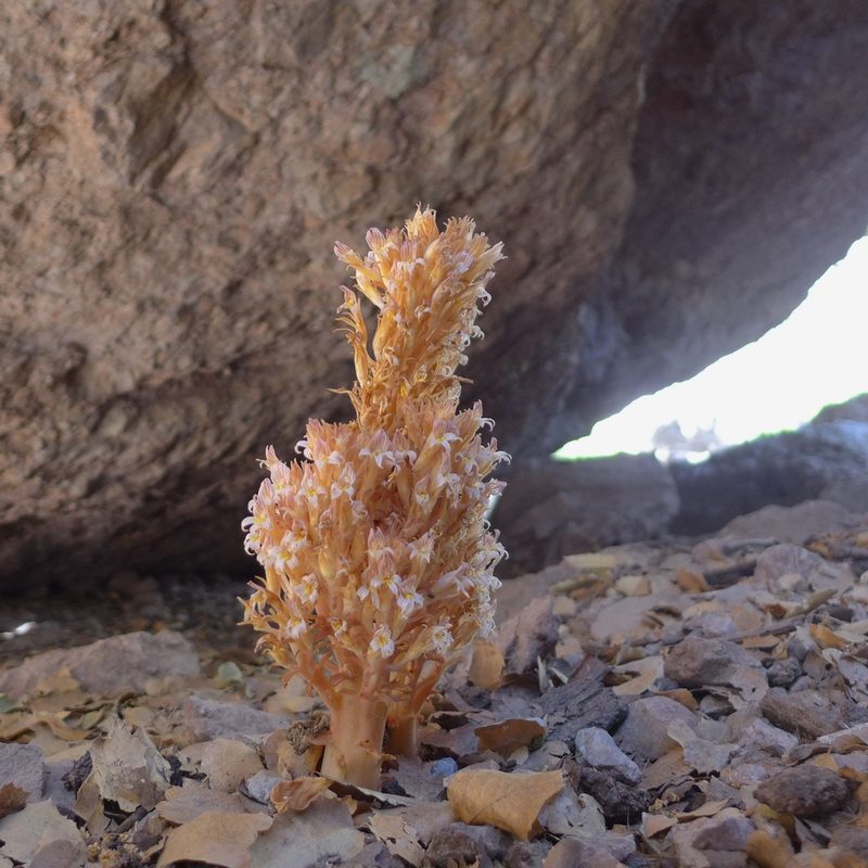 Orobanche vallicola, photographed by John Hibbard