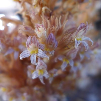 Orobanche vallicola, photographed by John Hibbard