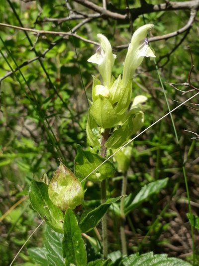 Scutellaria supina, photographed by Кристина Медведева