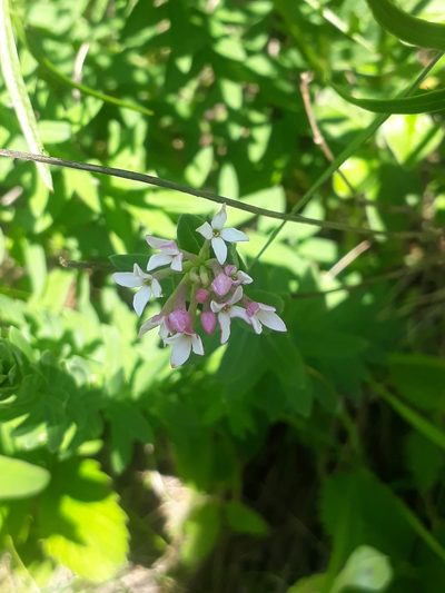 Diarthron altaicum, photographed by Кристина Медведева