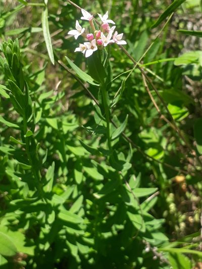 Diarthron altaicum, photographed by Кристина Медведева