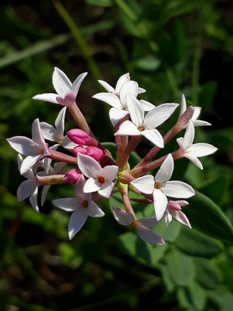 Diarthron altaicum, photographed by Кристина Медведева