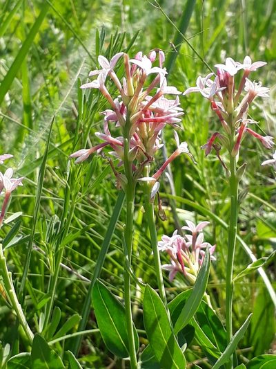 Diarthron altaicum, photographed by Кристина Медведева