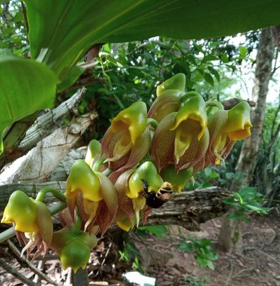 Catasetum macrocarpum, photographed by Mati Aristeguieta P.