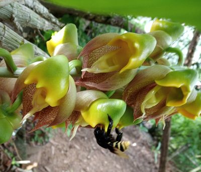 Catasetum macrocarpum, photographed by Mati Aristeguieta P.