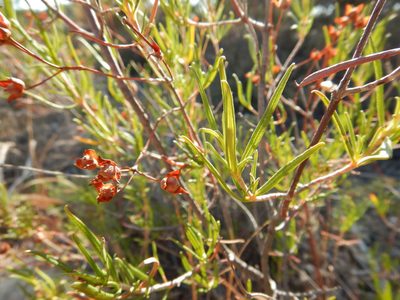 Cistus libanotis, photographed by Duarte Frade