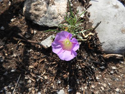 Ipomoea plummerae, photographed by Leticia Jiménez Hernández