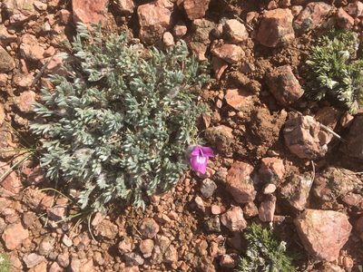 Oxytropis multiceps, photographed by Amy