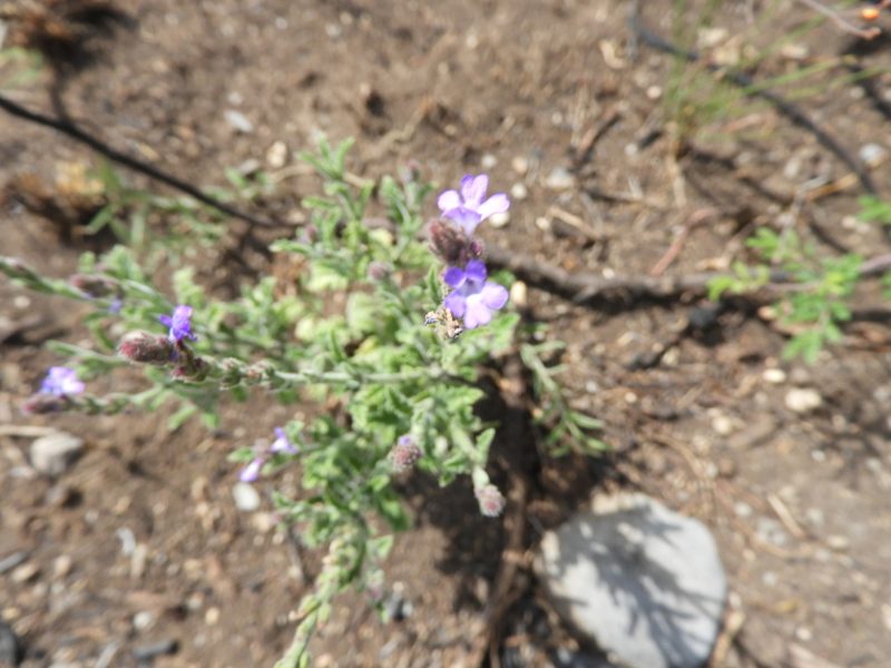 Verbena neomexicana, photographed by Leticia Jiménez Hernández