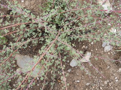 Mimosa zygophylla, photographed by Leticia Jiménez Hernández