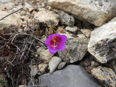 Anacampseros coahuilensis, photographed by Leticia Jiménez Hernández