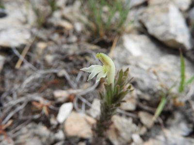 Castilleja mexicana, photographed by Leticia Jiménez Hernández