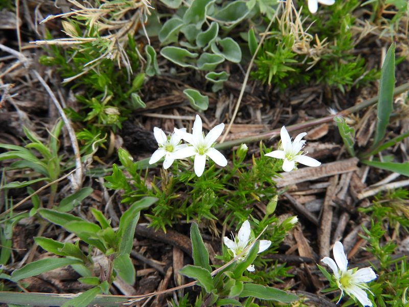 Arenaria lycopodioides, photographed by Leticia Jiménez Hernández