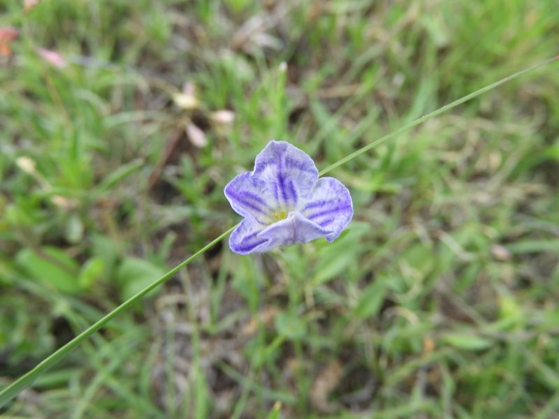 Bouchetia arniatera, photographed by Leticia Jiménez Hernández