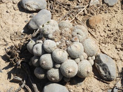 Epithelantha greggii, photographed by Leticia Jiménez Hernández