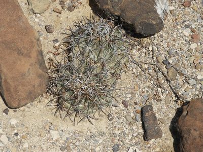 Coryphantha difficilis, photographed by Leticia Jiménez Hernández