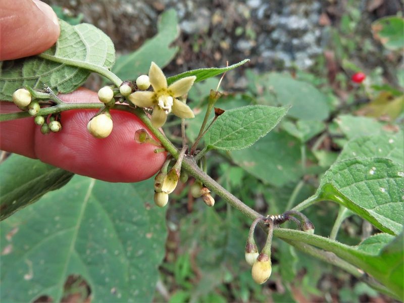 Witheringia mexicana, photographed by Annika Lindqvist