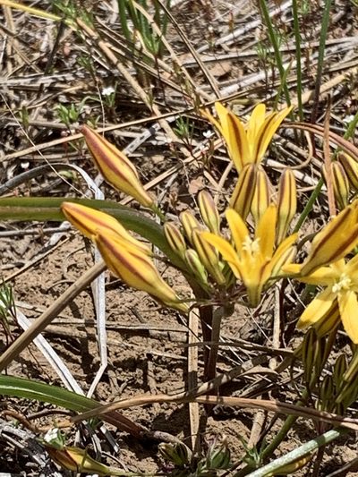 Triteleia montana, photographed by Leah Gardner